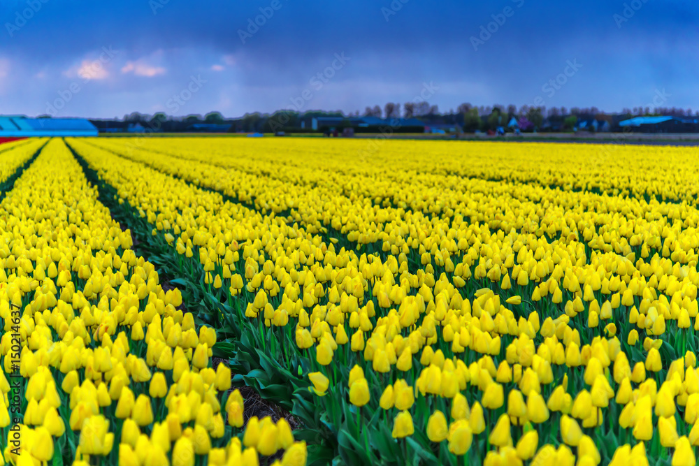 Tulips field Tulips field