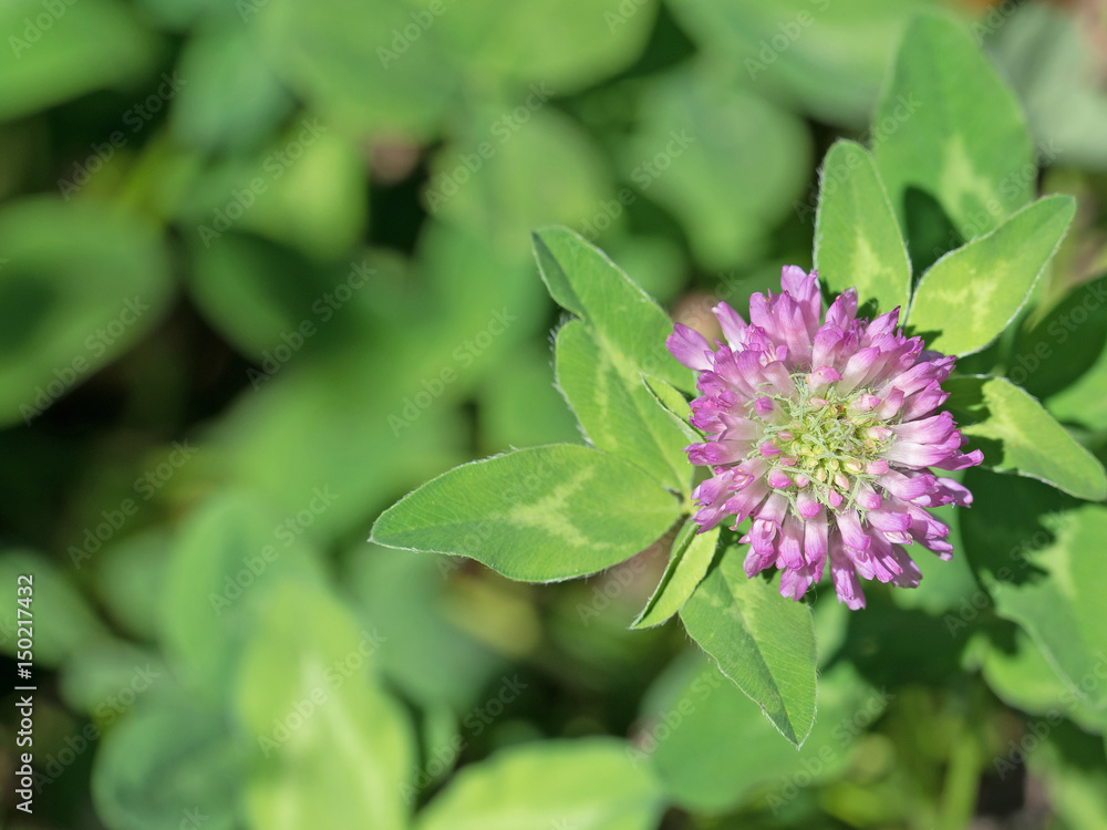 Rotklee, Wiesen-Klee, Trifolium pratense Rotklee, Wiesen-Klee, Trifolium pratense