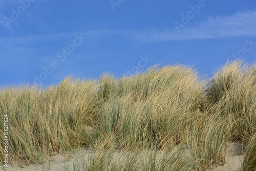 Fototapeta Naklejka Na Ścianę i Meble -  Dune reeds moving with the wind