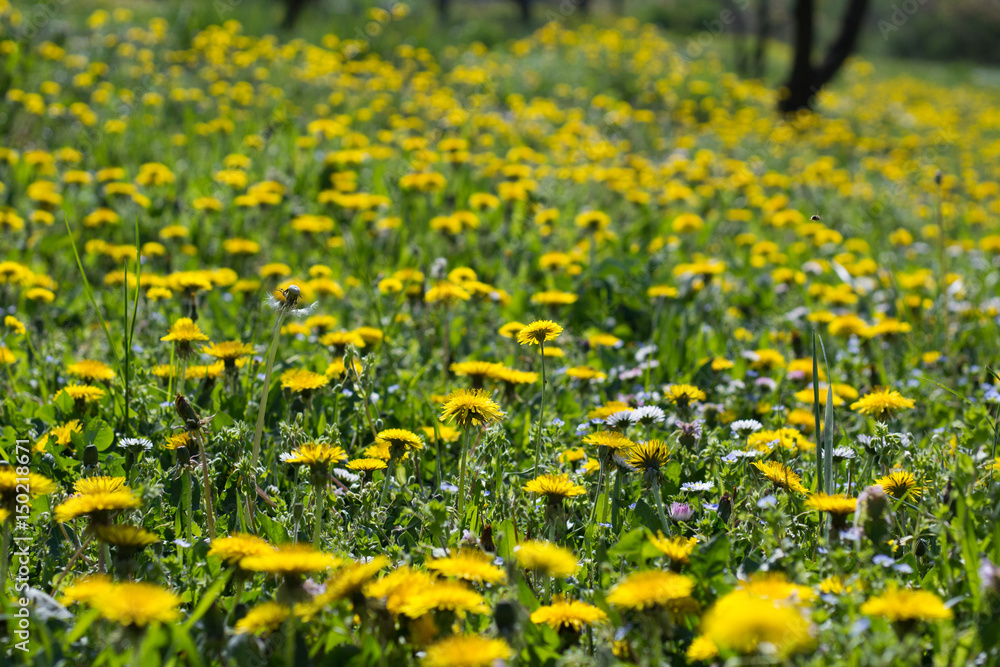 Dandelion Flowers Field Dandelion Flowers Field