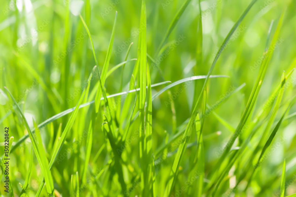 Background of green grass on a summer day Background of green grass on a summer day