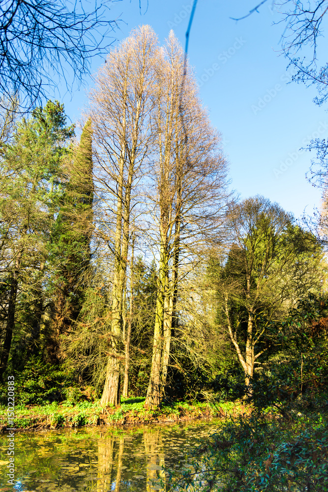 Fototapeta premium Treea in the park