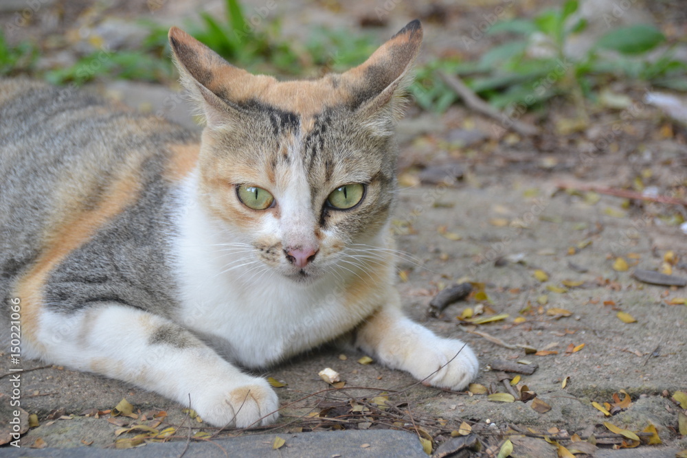 Fototapeta premium Kleine süße Katze