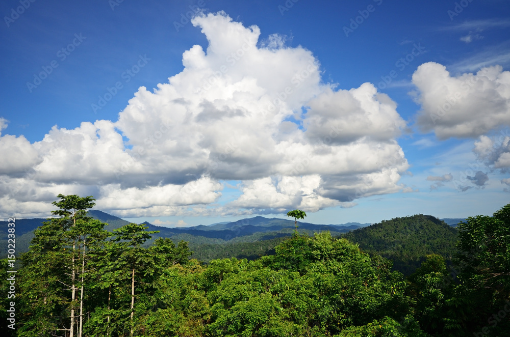 Primary jungle in Danum Valley Conservation park in Sabah Borneo, Malaysia.