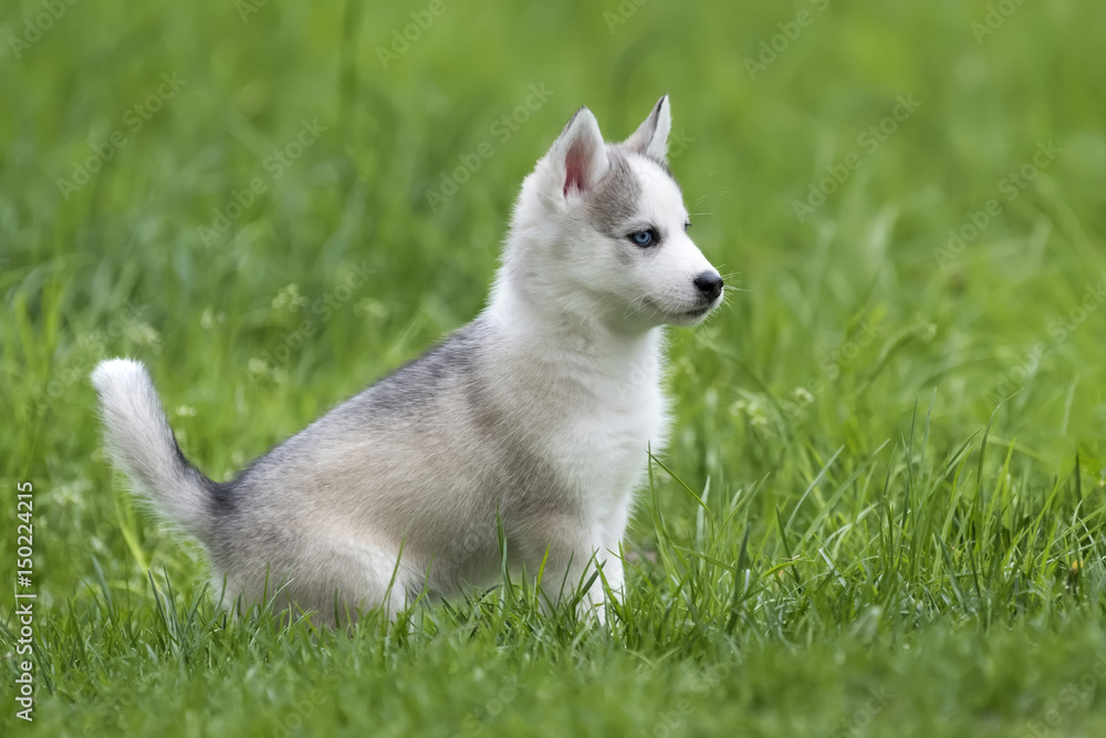 Cute little husky puppy Cute little husky puppy