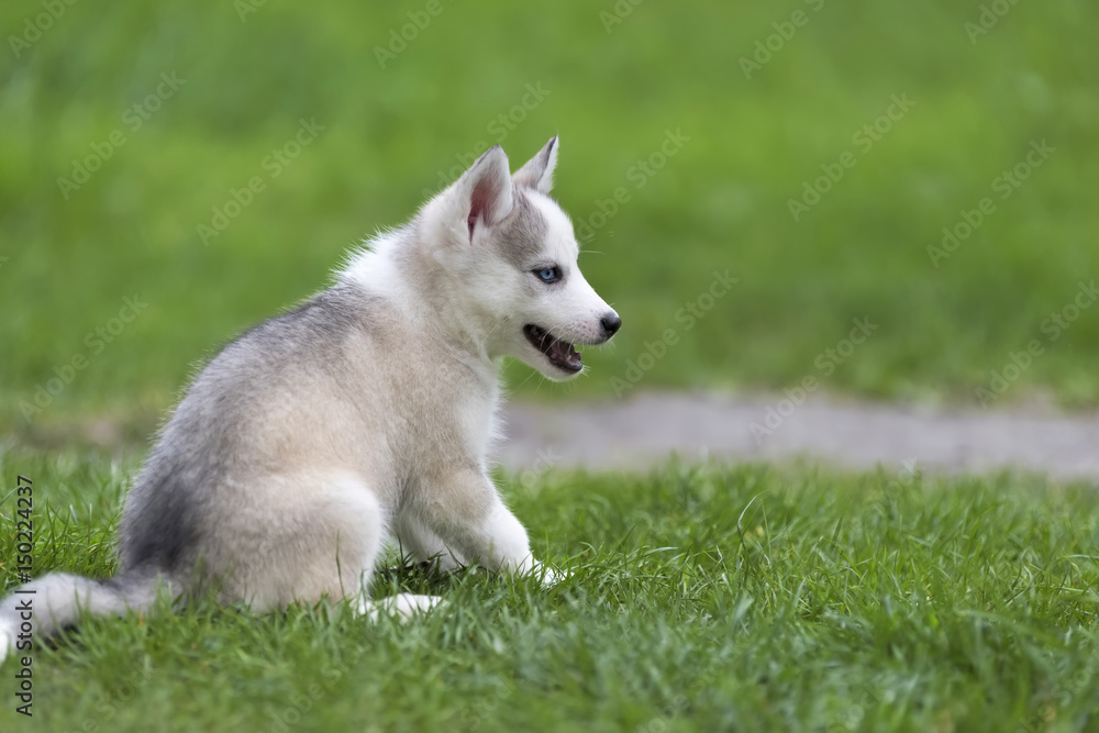 Cute little husky puppy