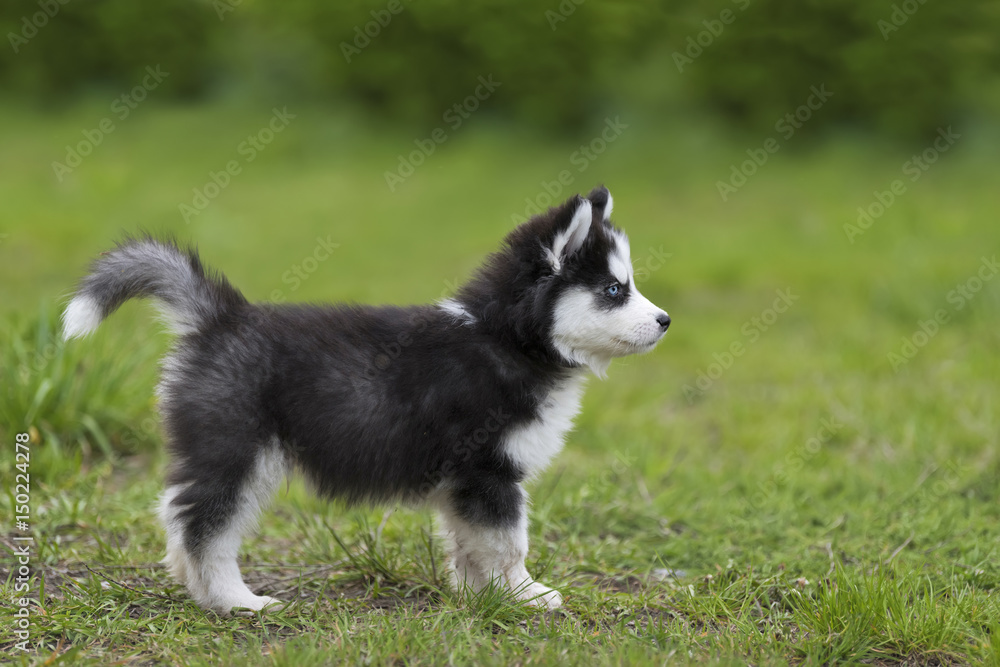 Cute little husky puppy