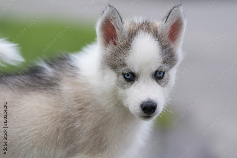 Cute little husky puppy