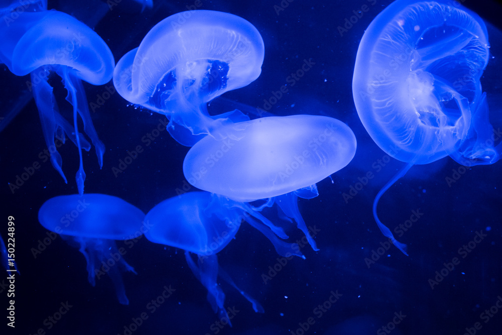 Fluoreszierende Quallen Fluoreszierende Quallen