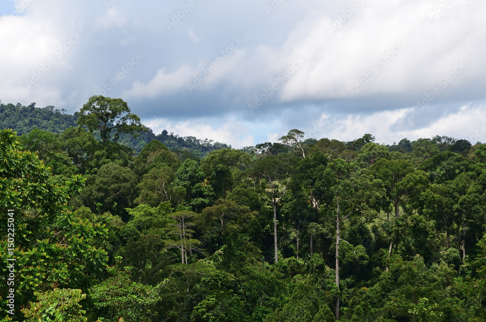 View of primary jungle in Danum Valley Conservation park in Sabah Borneo, Malaysia.