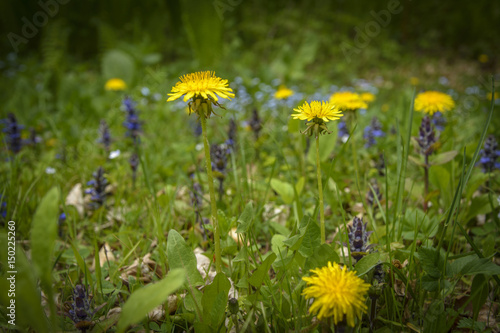 wild flowers