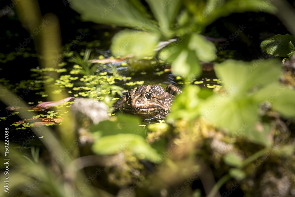 Common frog sunbathing in a pond.