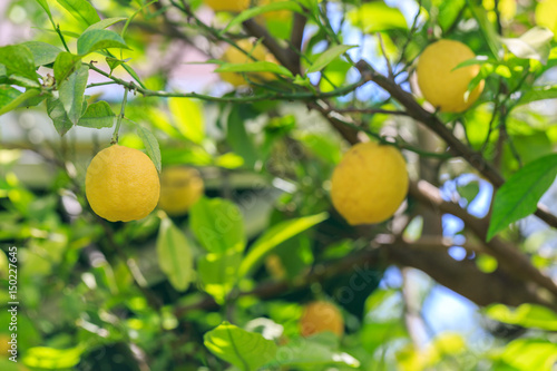 Lemon fruit on the lemon tree branch