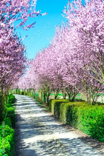 Obraz Cherry flowers