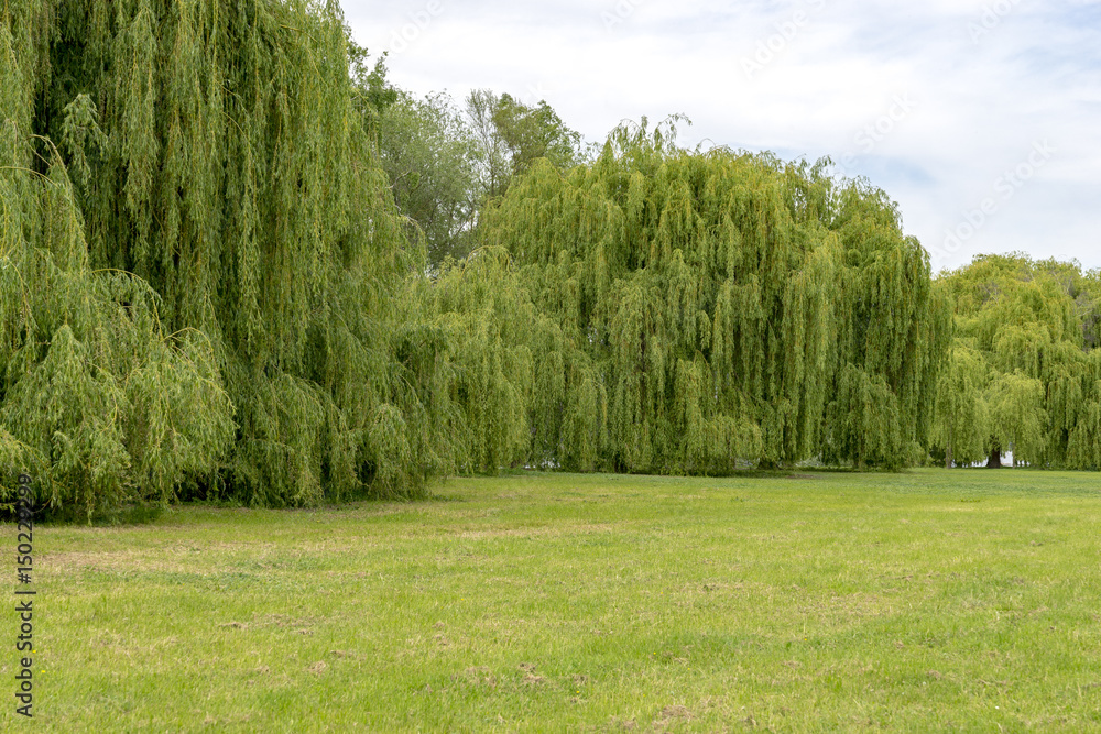 On the Rhine in Germany with a large wall of silver willow trees