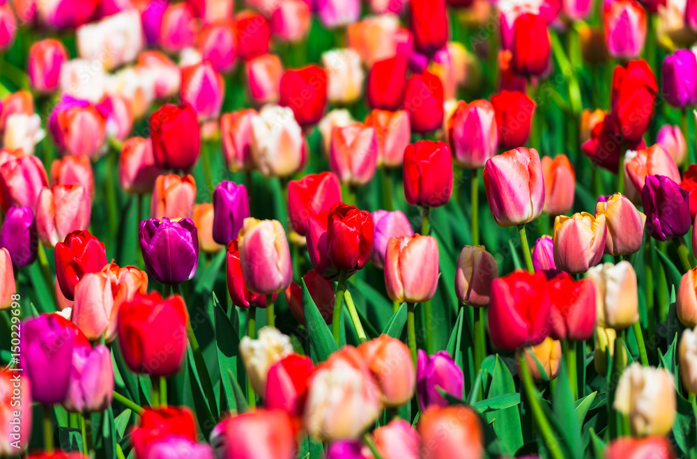 Amazing colorful tulips field Amazing colorful tulips field