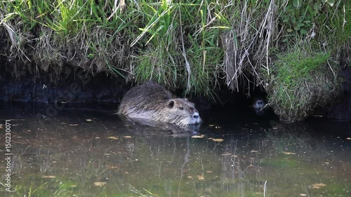 Nutria (Myocastor coypus), Sumpfbiber in der Lewitz (Mecklenburg-Vorpommern) photo