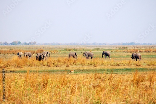 Elephant Herd in the savannah of Botswana
