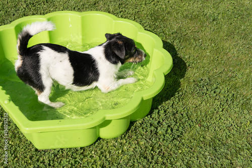 Fototapeta Naklejka Na Ścianę i Meble -  Hund im Hundepool  - Jack Russell Terrier