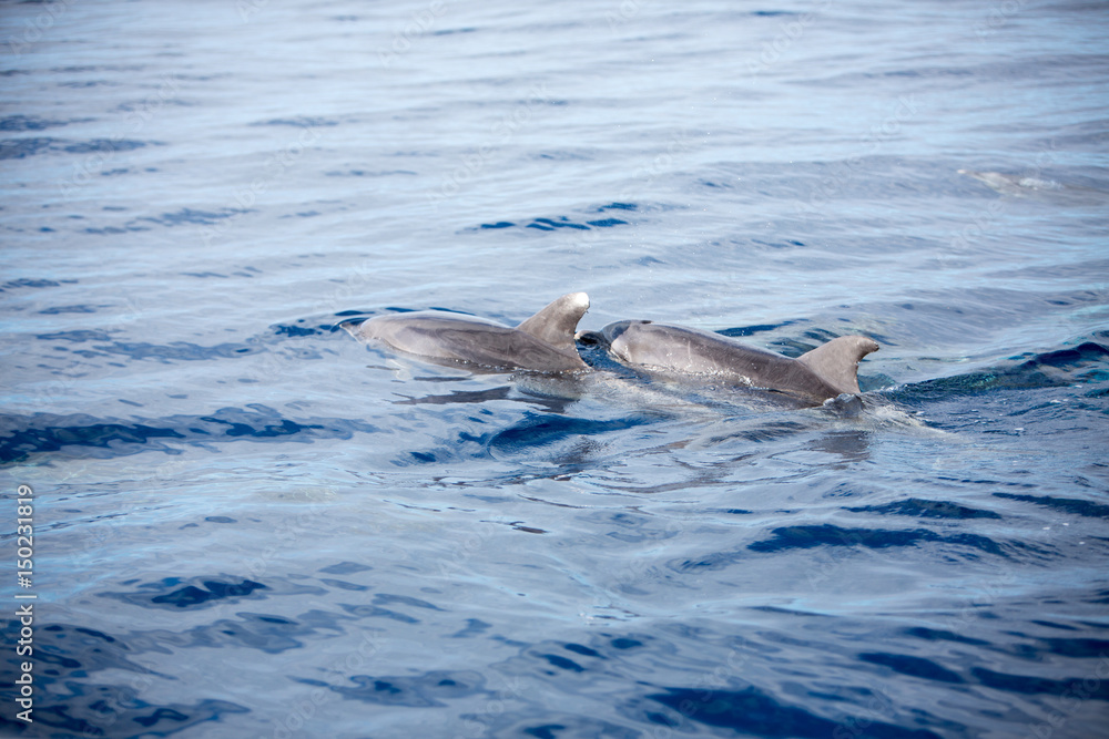 Fototapeta premium Dolphins