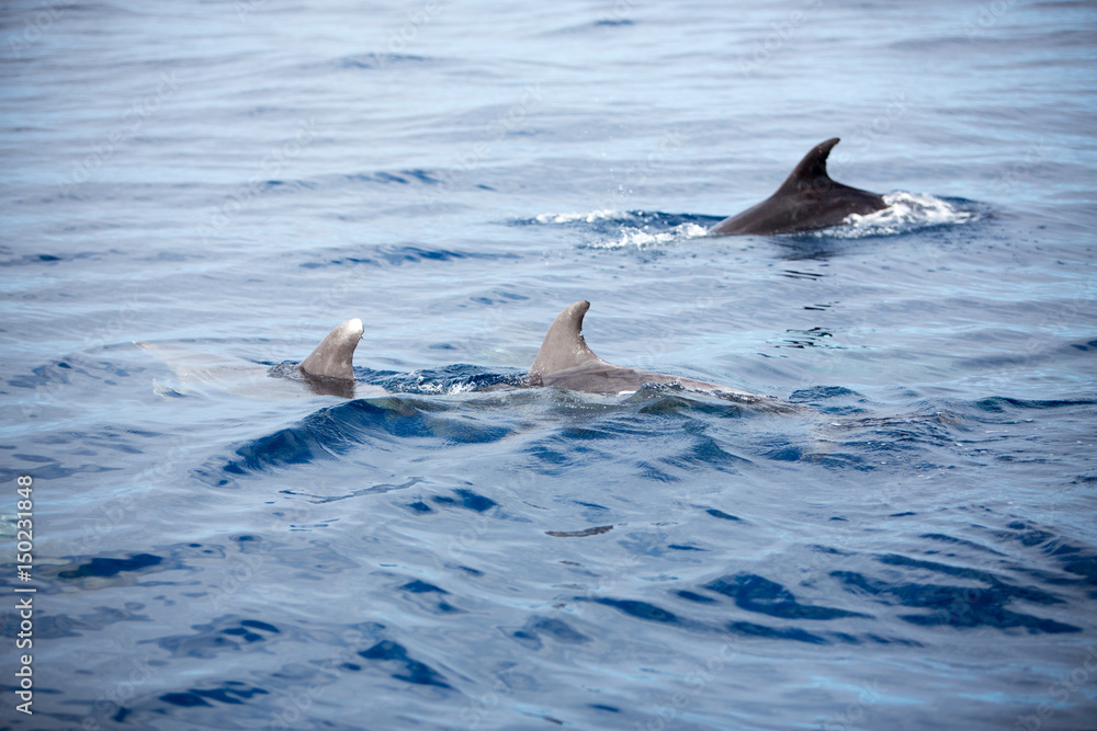 Fototapeta premium Dolphins