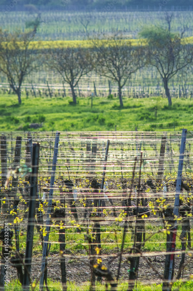 Spanndraht im Weingarten im Frühling