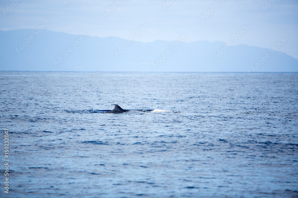 Fototapeta premium Whale