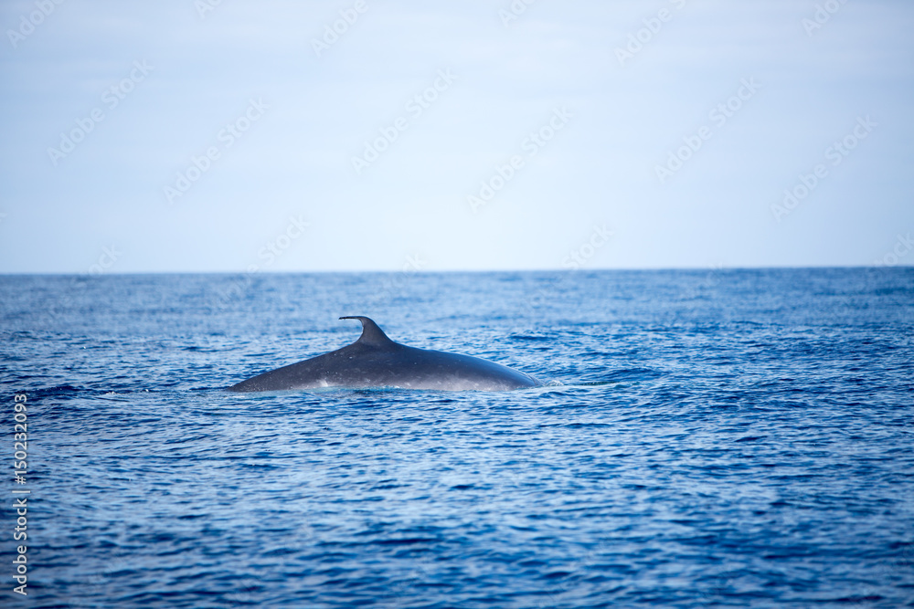 Fototapeta premium Whale