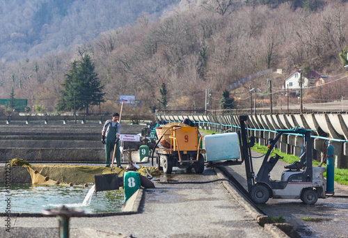 Рабочие вытаскивают сетями сачками рыбу из водоема и грузят в емкость. Форелевое рыбное хозяйство