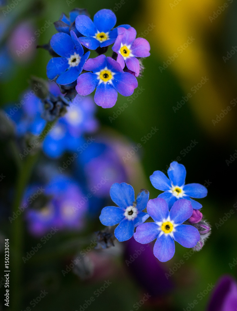 blaue blümche blaue blümche