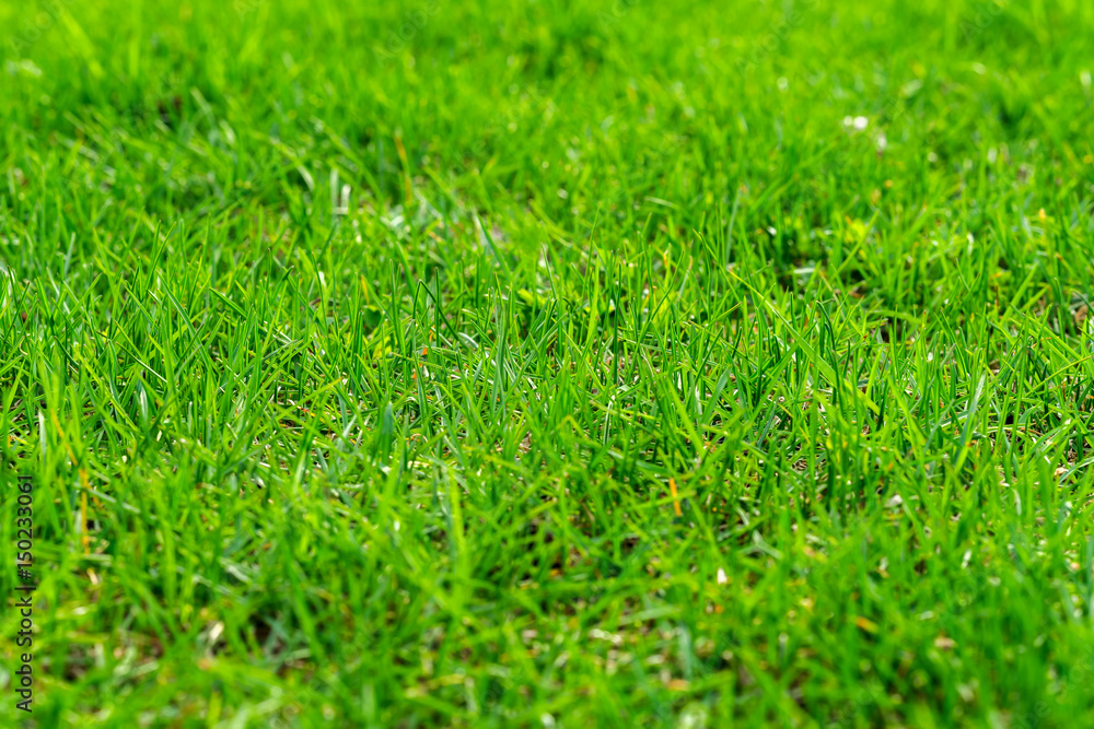 Fototapeta premium Fresh juicy spring grass, concept of Greenery for all occasions for modern natural wallpaper, symbol of new beginnings, copy space, selective focus