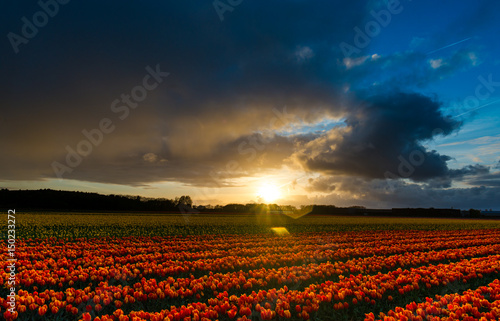 Clouds and beautiful flowers field