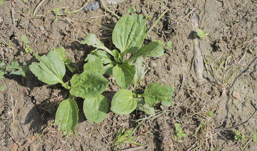 Fresh washed green leaves of plantain (Plantago major). photo