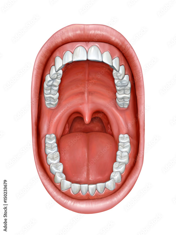 Oral cavity anatomy Stock Illustration Adobe Stock