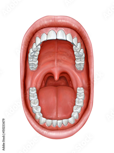 Fotografía Oral cavity anatomy
