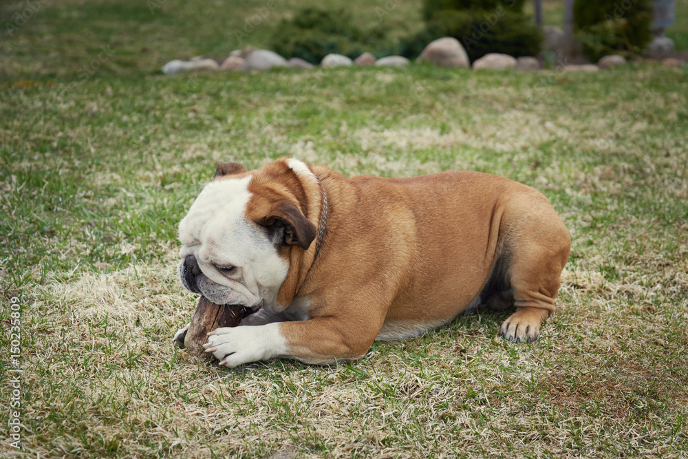 English bulldog playing with wooden stick on nature background.