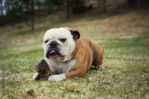 English bulldog playing with wooden stick in countryside. It is looking in the camera.
