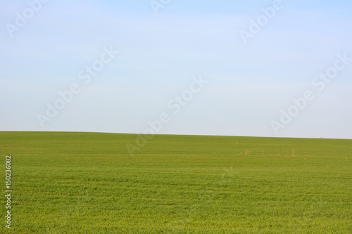 Beautiful green field against the blue sky, spring landscape 