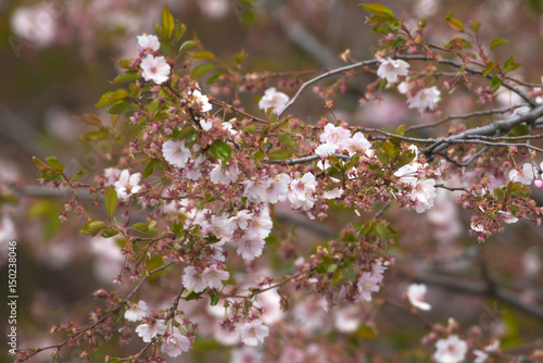 Pink cherry flowers on  Sak...