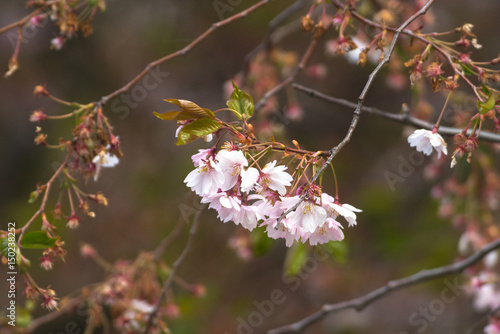 Pink cherry flowers on  Sak...