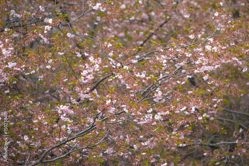 Pink cherry flowers on  Sak...