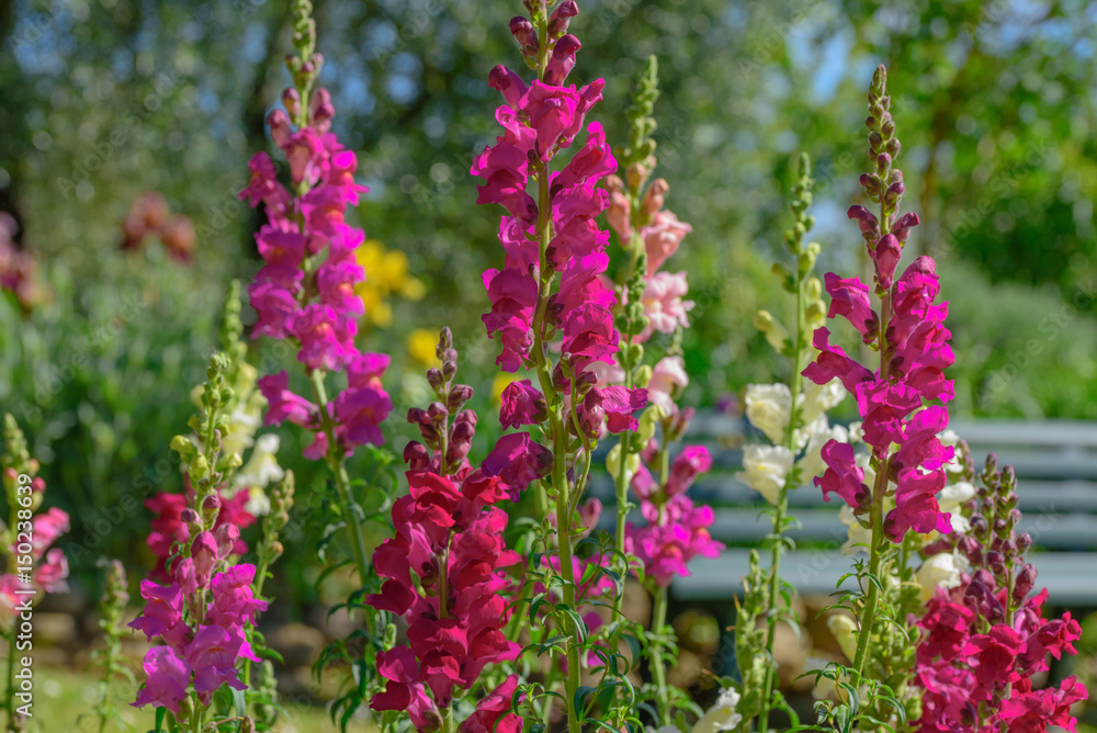 Fototapeta premium Colorful flowers in the garden...