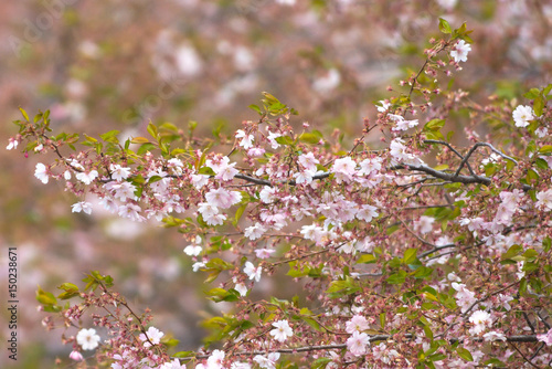 Pink cherry flowers on  Sak...