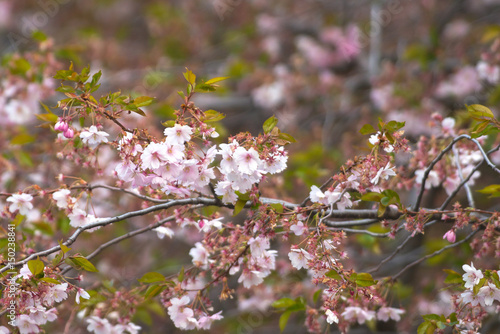 Pink cherry flowers on  Sak...