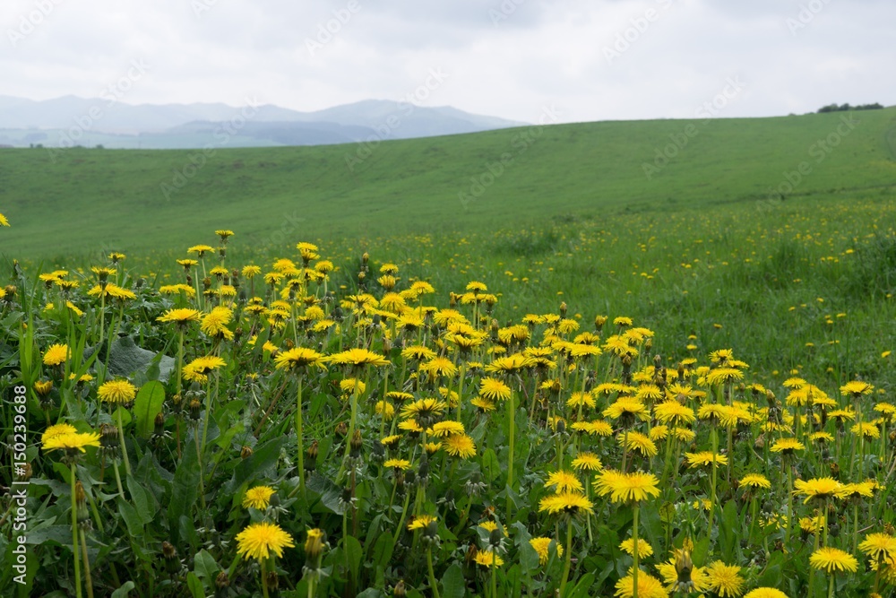 Dandelion field. Slovakia