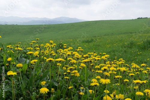 Dandelion field. Slovakia
