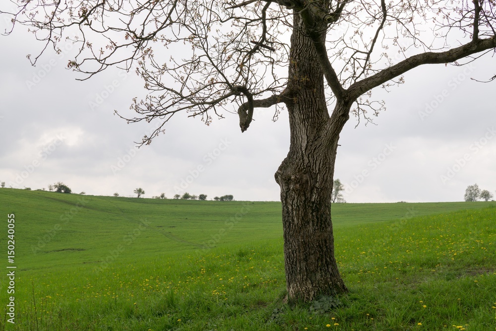 Abandoned tree on meadow during sunset. Slovakia Abandoned tree on meadow during sunset. Slovakia