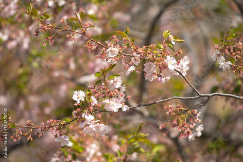 Pink cherry flowers on  Sak...