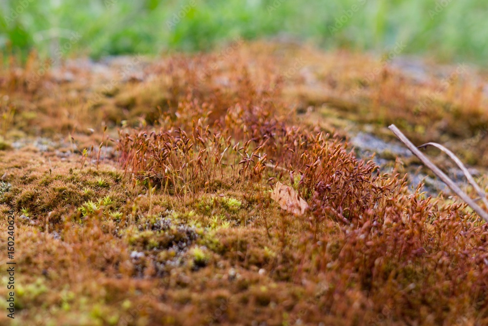 Obraz premium Red moss