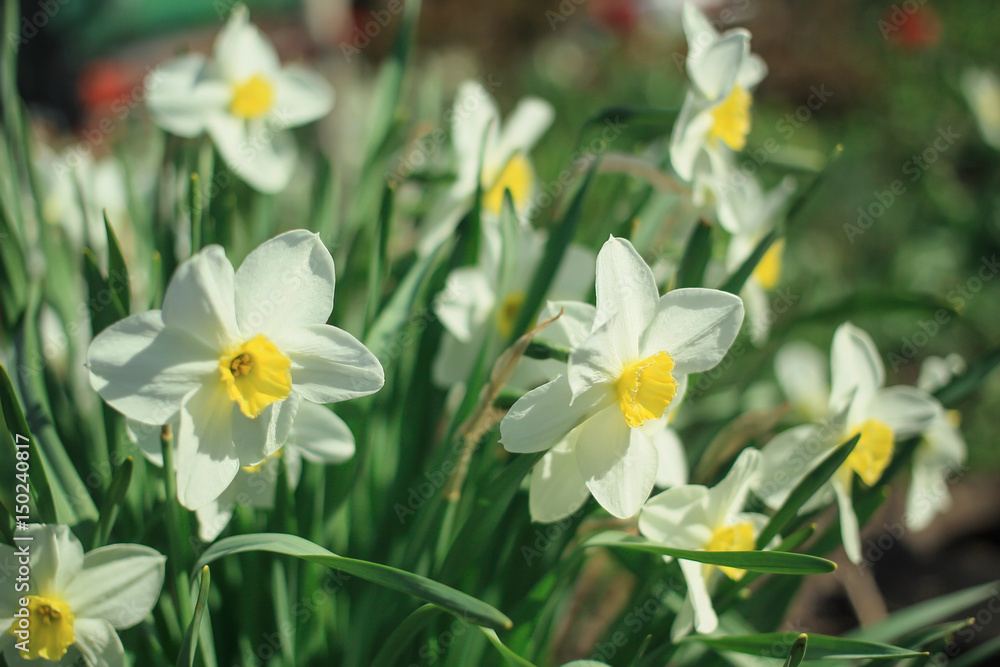 White daffodils among green leaves on a sunny day White daffodils among green leaves on a sunny day